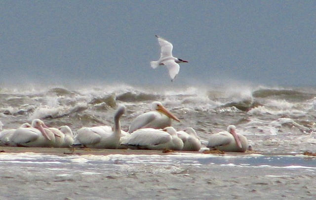 American White Pelicans
